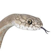 ilustración 3d de serpiente marrón oriental foto