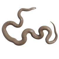 Eastern brown snake 3D illustration photo