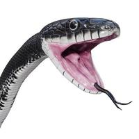 Black rat snake 3D illustration. photo