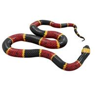 Eastern coral snake 3D illustration. photo