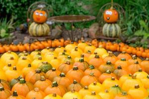 pumpkins in the garden photo