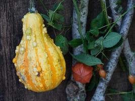 pumpkins in a german garden photo