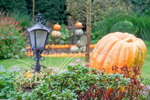 pumpkins in the garden photo