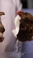 Koch schneidet Kokosnuss auf, um Wasser zu extrahieren video