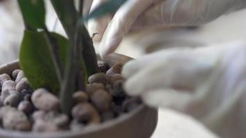 close-up de mãos de jardinagem e plantio de vasos video