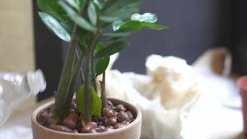 Close up of hands gardening and pot planting video