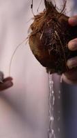 Chef cuts coconut open to extract water video