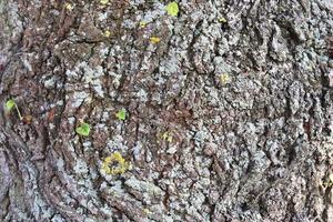 cerrar en textura de corteza de árbol muy detallada en alta resolución. foto