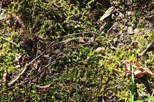 Detailed close up view at different moss textures on a forest ground photo