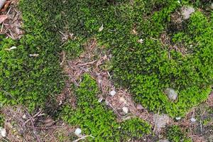 Detailed close up view on a forest ground texture with moss and branches photo