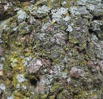 cerrar en textura de corteza de árbol muy detallada en alta resolución. foto