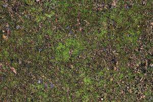 Detailed close up view on a forest ground texture with moss and branches photo