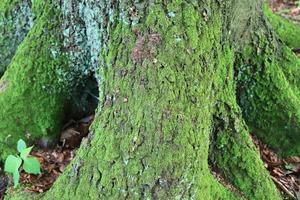 Detailed close up view at different moss textures on a forest ground photo
