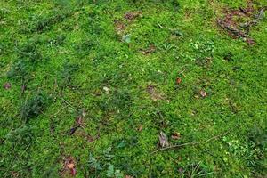 Detailed close up view at different moss textures on a forest ground photo