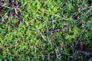 Detailed close up view at different moss textures on a forest ground photo