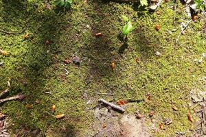 vista detallada de cerca en diferentes texturas de musgo en un terreno forestal foto