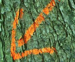 Close up at very detailed tree bark texture in high resolution. photo