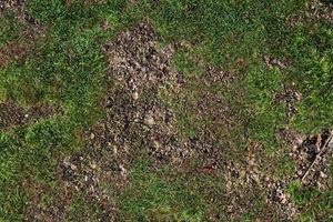 vista detallada de cerca en una textura de suelo forestal con musgo y ramas foto