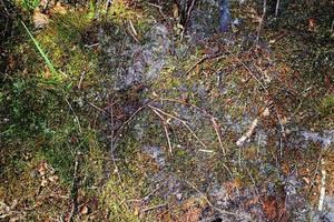 Detailed close up view on a forest ground texture with moss and branches photo