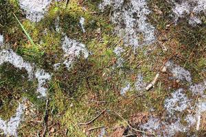 Detailed close up view on a forest ground texture with moss and branches photo