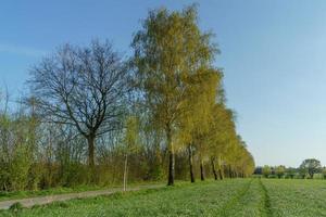 arboles en westfalia foto