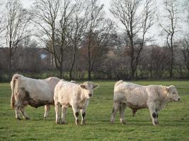 cows on a meadow in westphalia photo