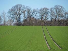 the german muensterland photo