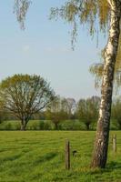 trees in westphalia photo
