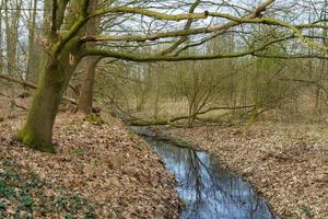 The river Aa near borken in germany photo