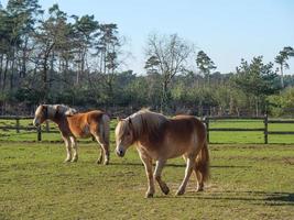 the german muensterland photo