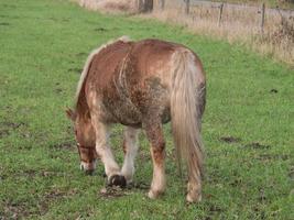 caballo en un prado en westfalia foto