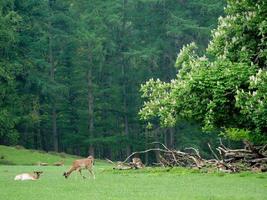 hiking in westphalia near duelmen photo