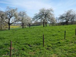 spring time in the german baumberge photo