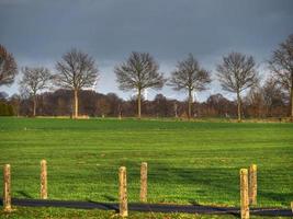 cows on a meadow in westphalia photo