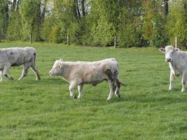 spring time in weseke germany photo