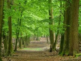 hiking in westphalia near duelmen photo