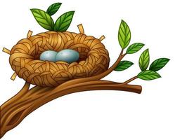 Two eggs in bird nest vector