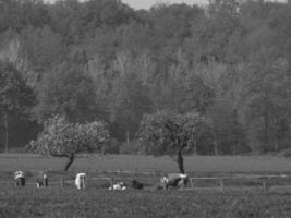 summer time in the german muensterland photo