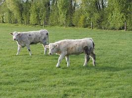 spring time in weseke germany photo