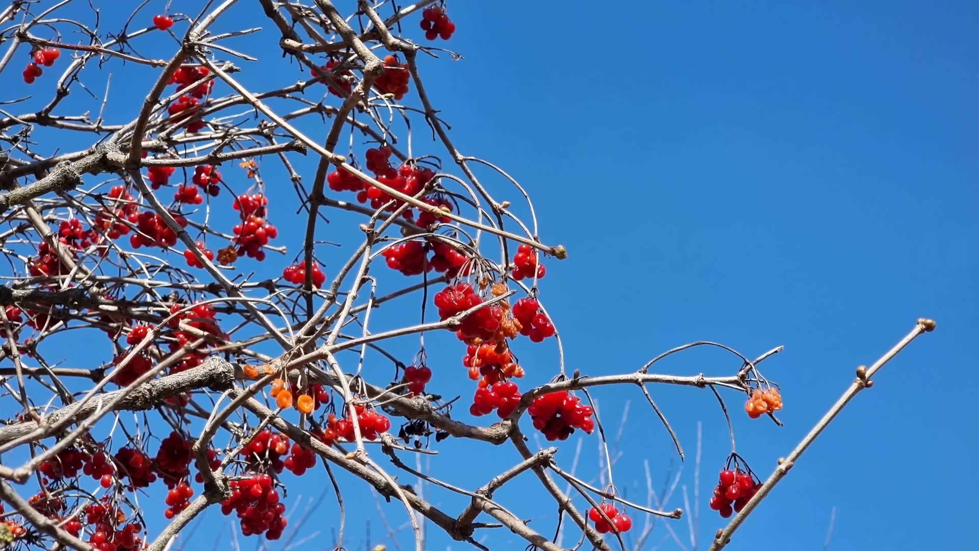 Red viburnum berries on a bush against a blue sky. Late autumn