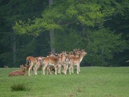 hiking in westphalia near duelmen photo