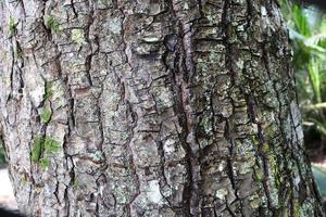 Close up at very detailed tree bark texture in high resolution. photo