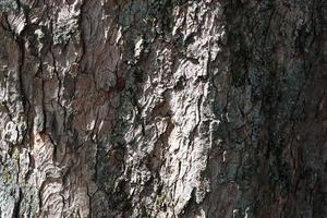 Close up at very detailed tree bark texture in high resolution. photo