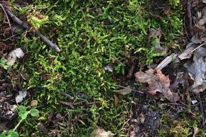 Detailed close up view at different moss textures on a forest ground photo