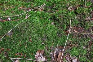 Detailed close up view at different moss textures on a forest ground photo