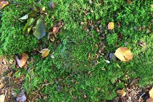 Detailed close up view at different moss textures on a forest ground photo