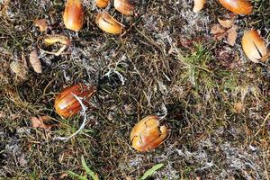 Detailed close up view on a forest ground texture with moss and branches photo