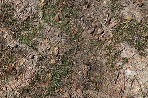 Detailed close up view on a forest ground texture with moss and branches photo