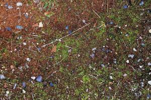 Detailed close up view on a forest ground texture with moss and branches photo