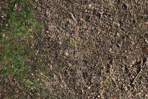 Detailed close up view on a forest ground texture with moss and branches photo